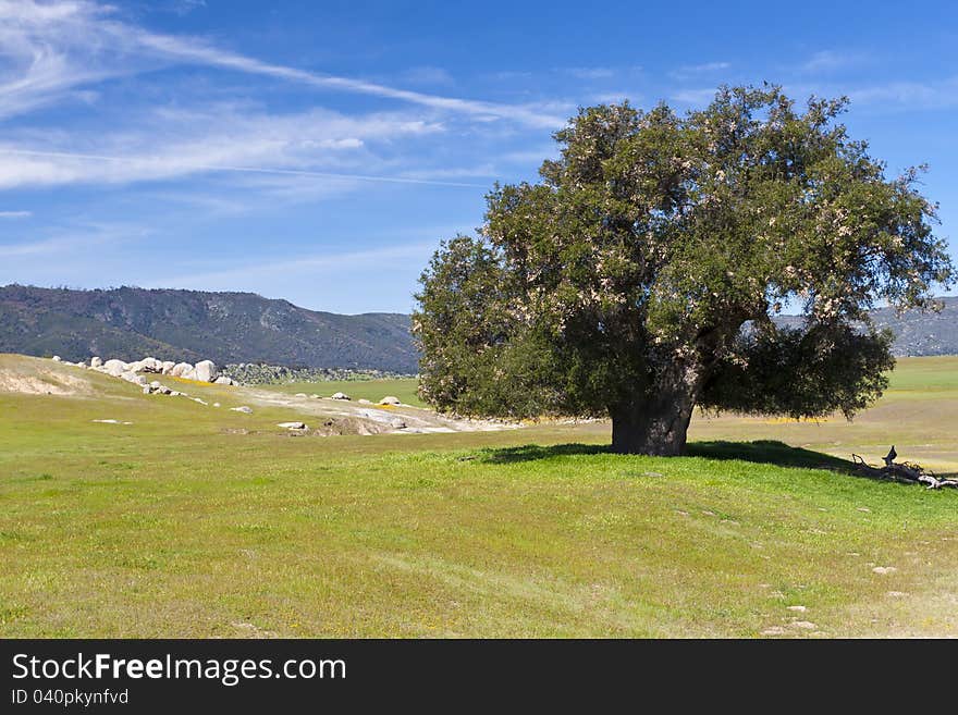 View of  a beautiful valley with big tree and stones. California, USA. View of  a beautiful valley with big tree and stones. California, USA