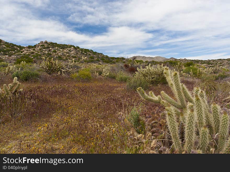 Desert wildflowers and cactus in bloom in Anza Borrego Desert State Park. California, USA. Desert wildflowers and cactus in bloom in Anza Borrego Desert State Park. California, USA