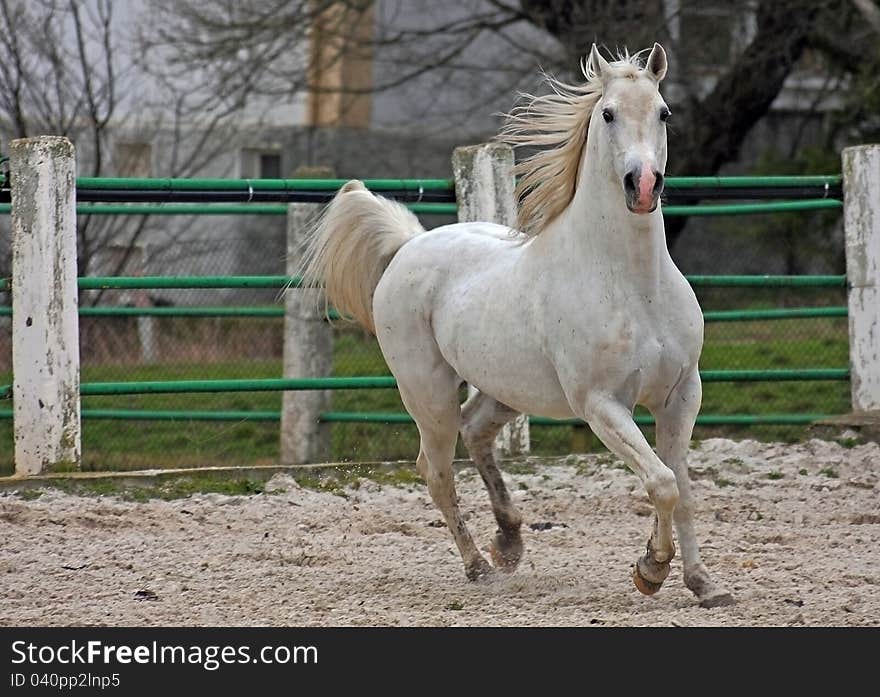 White Arabian stallion galloping at a trot. White Arabian stallion galloping at a trot.