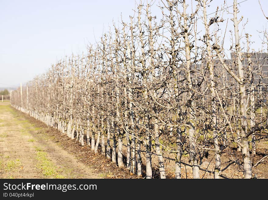 View of a pear plantation ecological