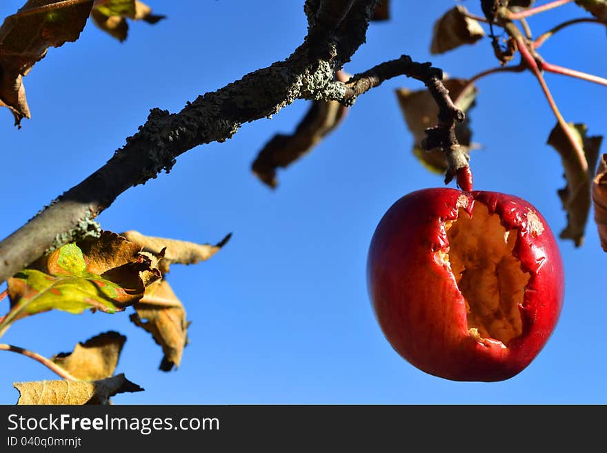 Red apple and blue sky