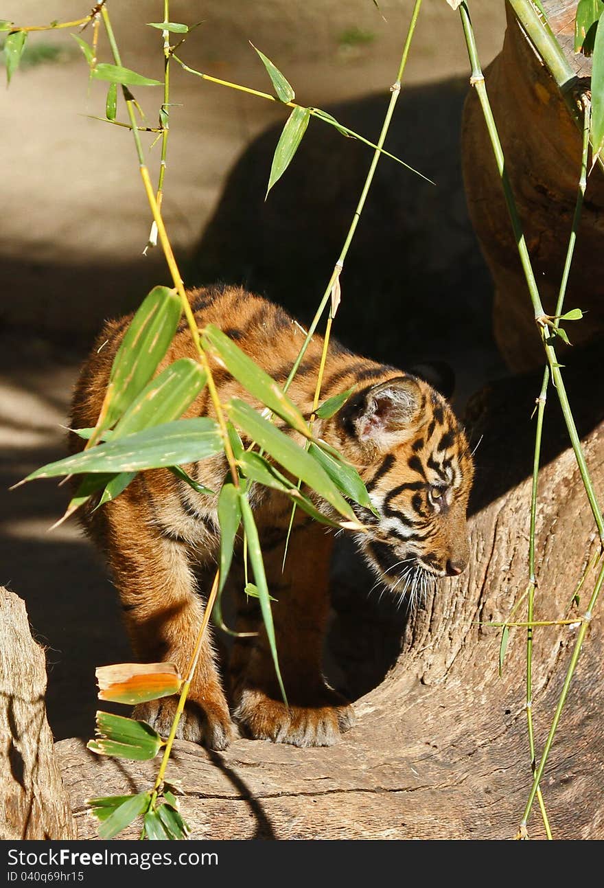 Baby Tiger