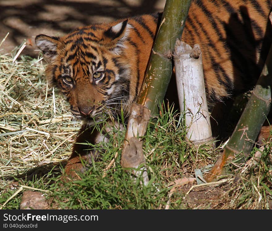 Young Tiger Cub Peeking Around Bamboo. Young Tiger Cub Peeking Around Bamboo