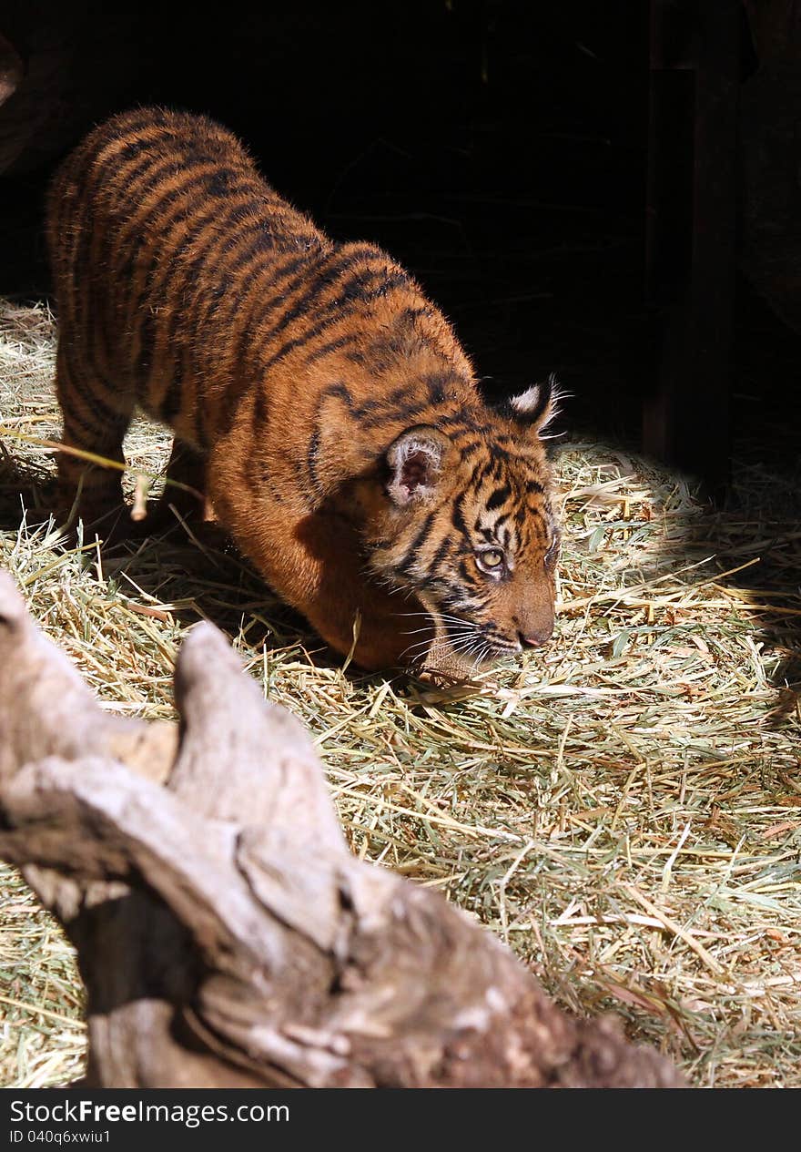 Young Tiger Cub Stalking With Dark Background. Young Tiger Cub Stalking With Dark Background