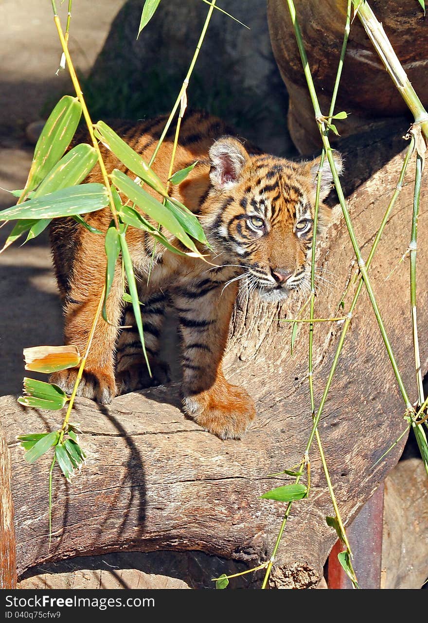 Young Tiger Cub Standing On Log Looking From Behind Bamboo Leaves. Young Tiger Cub Standing On Log Looking From Behind Bamboo Leaves