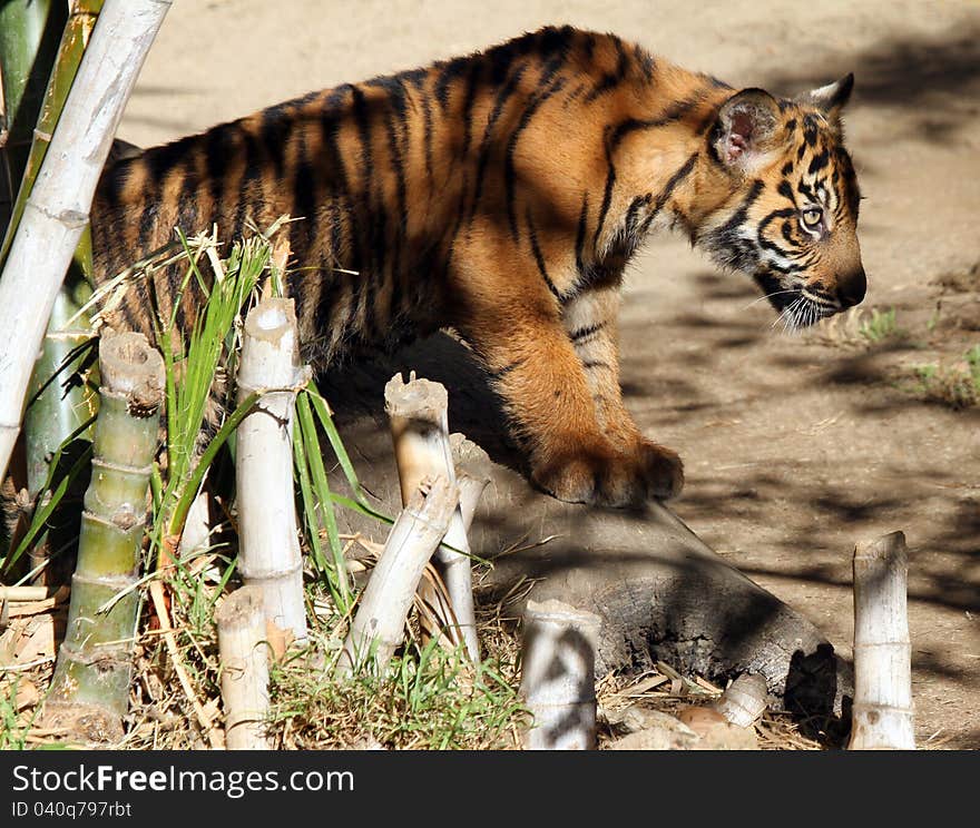 Young Tiger Cub Standing On Log Behind Bamboo Stalks. Young Tiger Cub Standing On Log Behind Bamboo Stalks