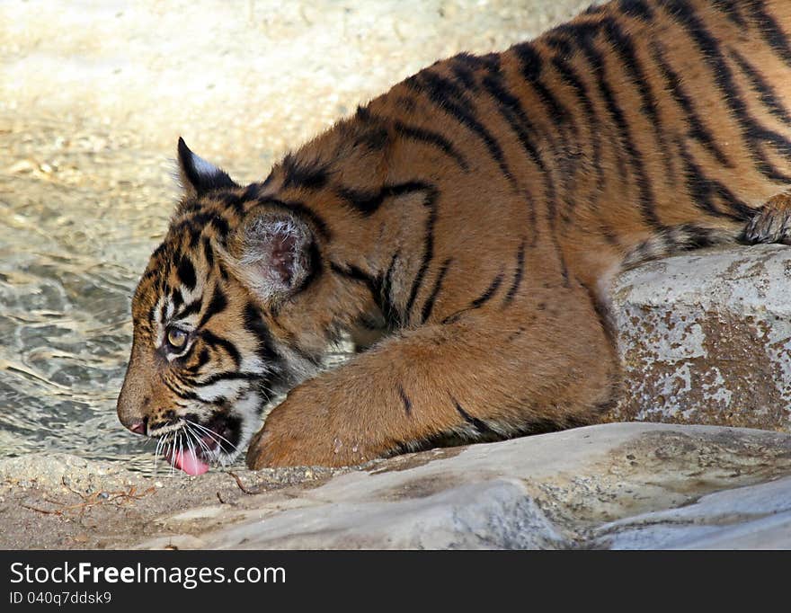 Young Tiger Cub Drinking Clear Water. Young Tiger Cub Drinking Clear Water