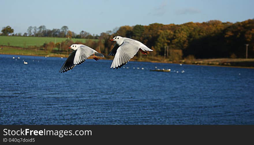 Two seagulls flying over the lake