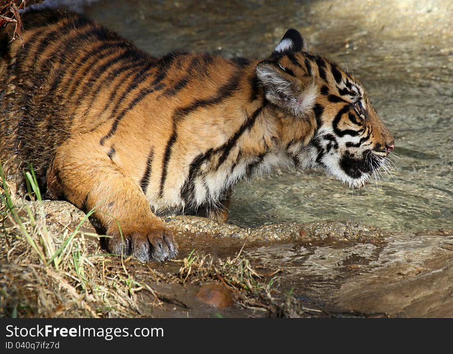 Young Tiger Cub Drinking And Playing In Water. Young Tiger Cub Drinking And Playing In Water