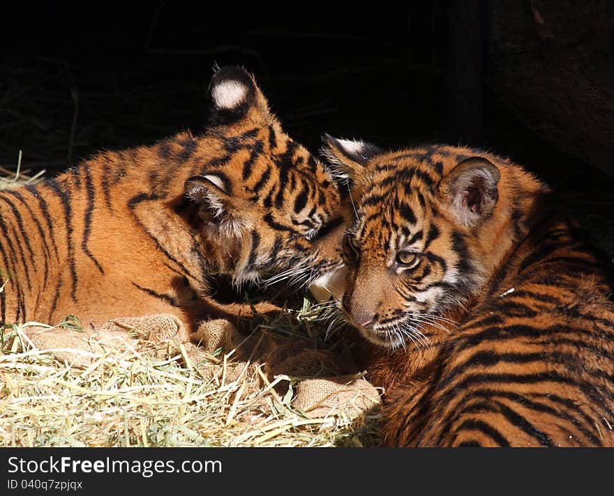 Young Tiger Cubs Playing In The Sun