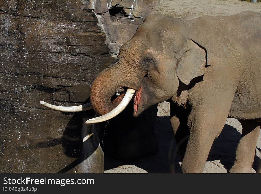 Asian Elephant With Large Tusks Drinking From Waterfall