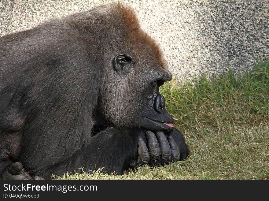 Male Gorilla With Folded Hands Lying On Grass. Male Gorilla With Folded Hands Lying On Grass