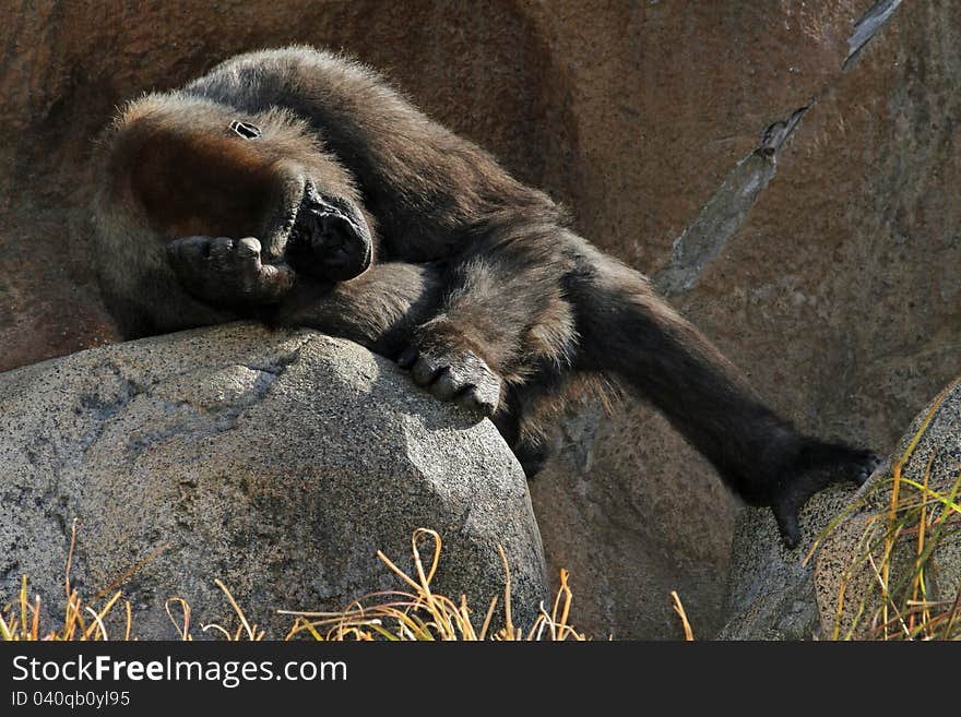 Female Gorilla Laying On Rock Sleeping