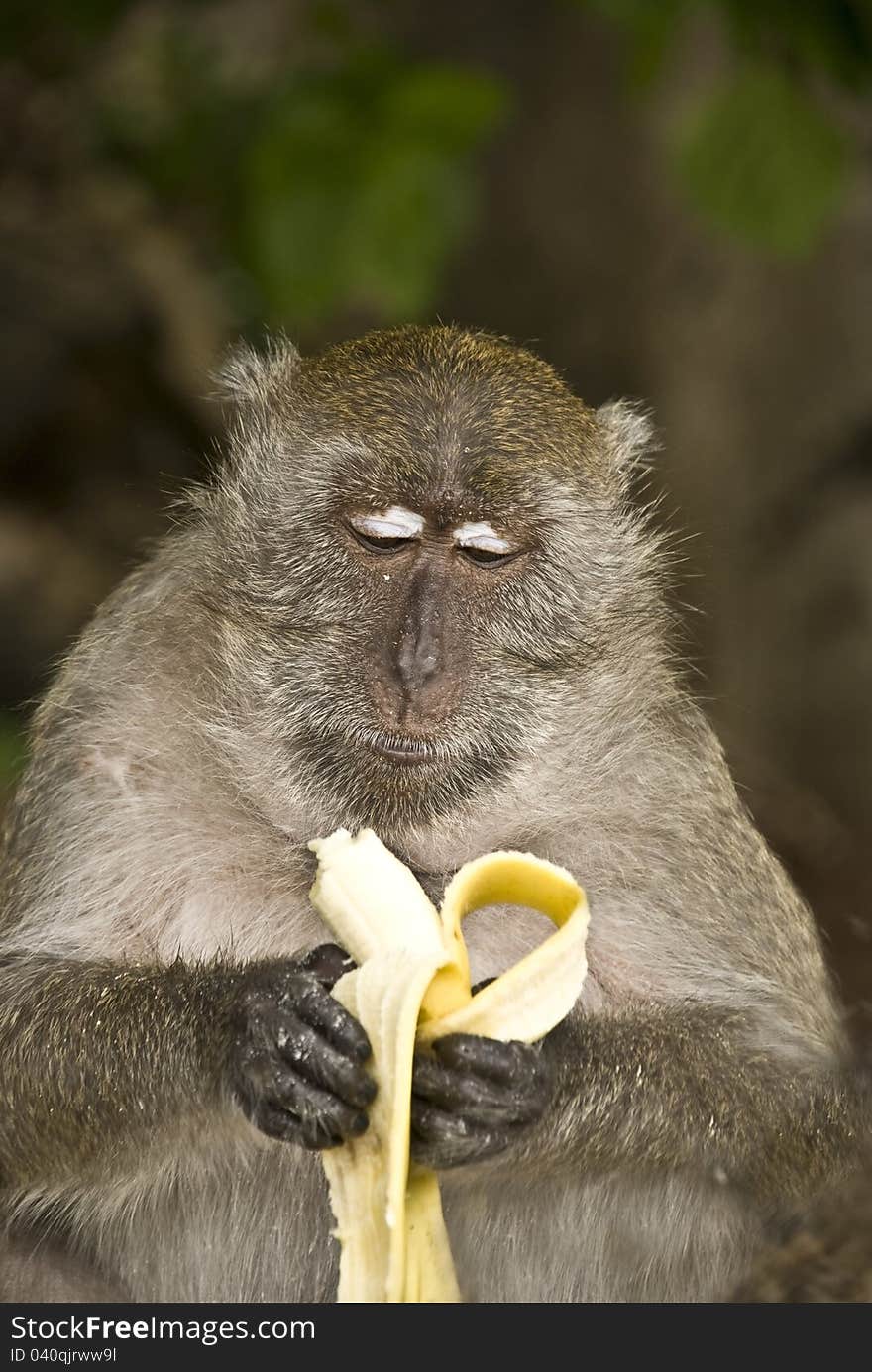 Monkey in Thailand island Phang Nga eating banana. Monkey in Thailand island Phang Nga eating banana