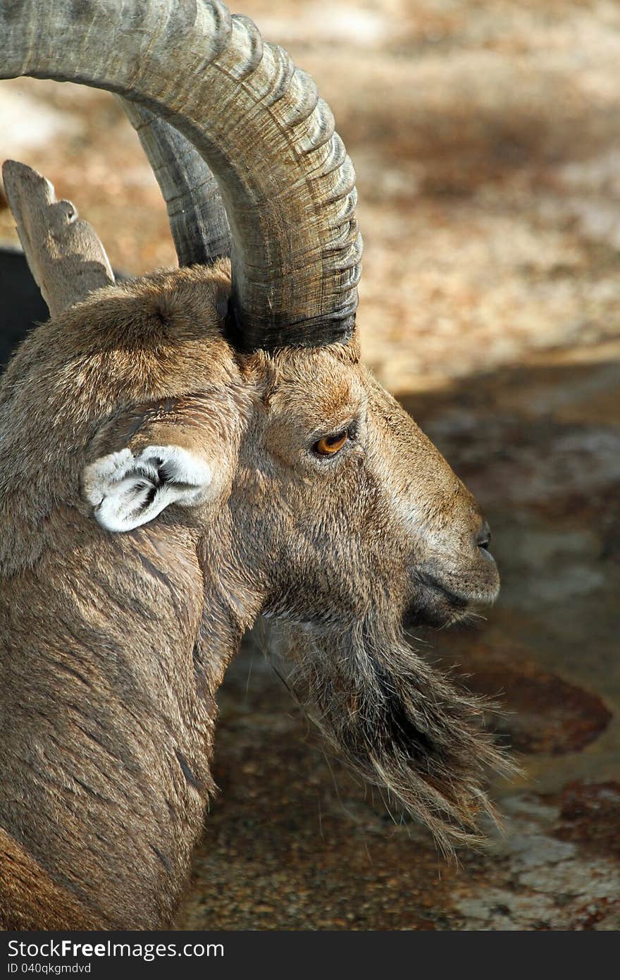 Close Up Profile Portrait Of Ibex Mountain Goat With Curved Horns. Close Up Profile Portrait Of Ibex Mountain Goat With Curved Horns