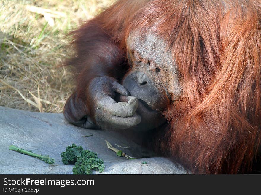 Orangutan