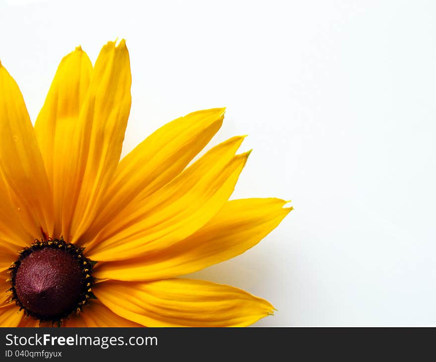 Yellow Rudbeckia