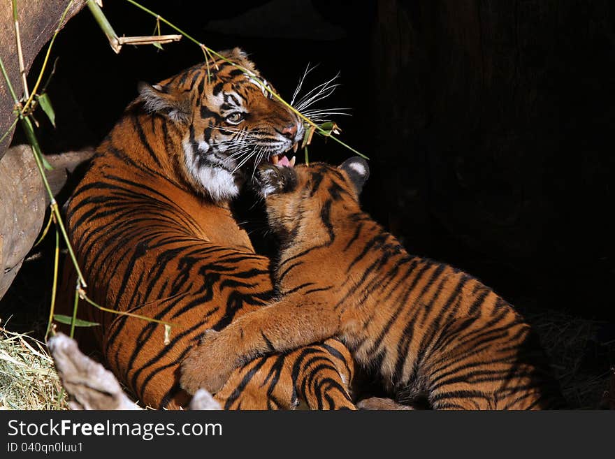 Tiger Cub Playing With Mom With Teeth Showing. Tiger Cub Playing With Mom With Teeth Showing