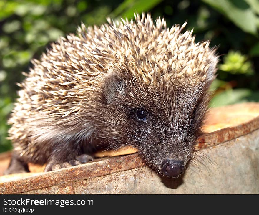 Young European hedgehog on a rusty metal catwalk, on the background of green foliage. Young European hedgehog on a rusty metal catwalk, on the background of green foliage