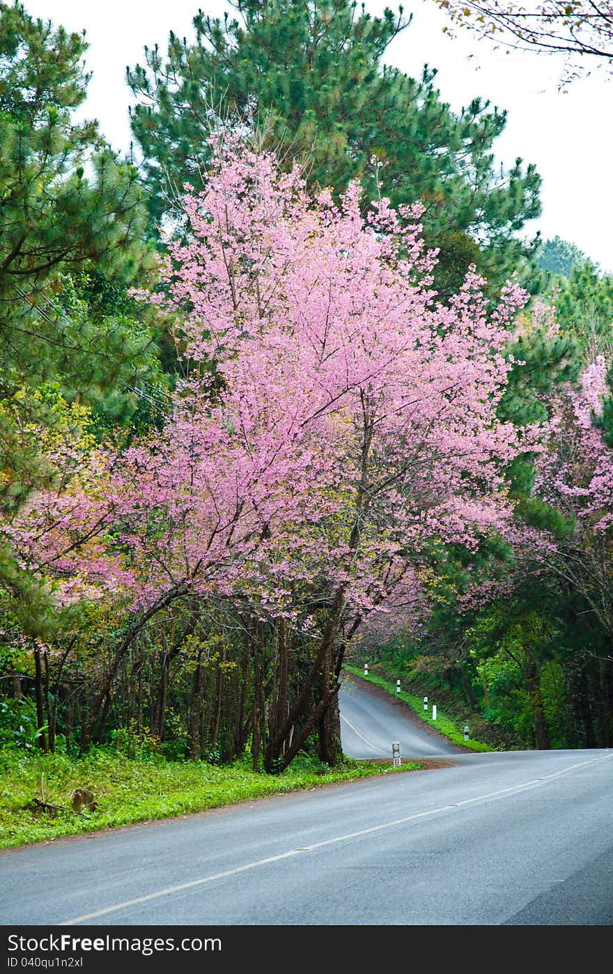 The road into the valley to the north of Thailand. The road into the valley to the north of Thailand.