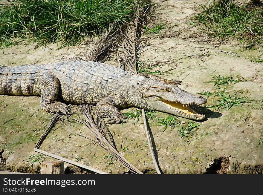 Crocodile, large reptiles.