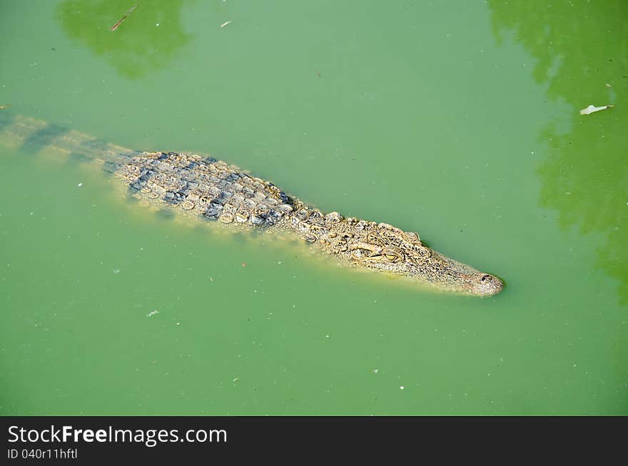 Crocodile in pond