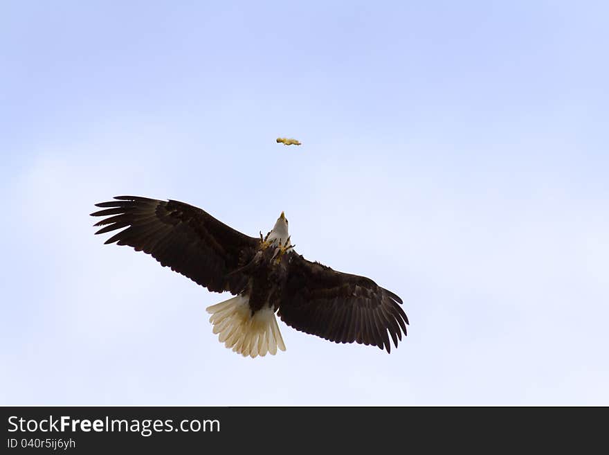 Bald eagle in flight