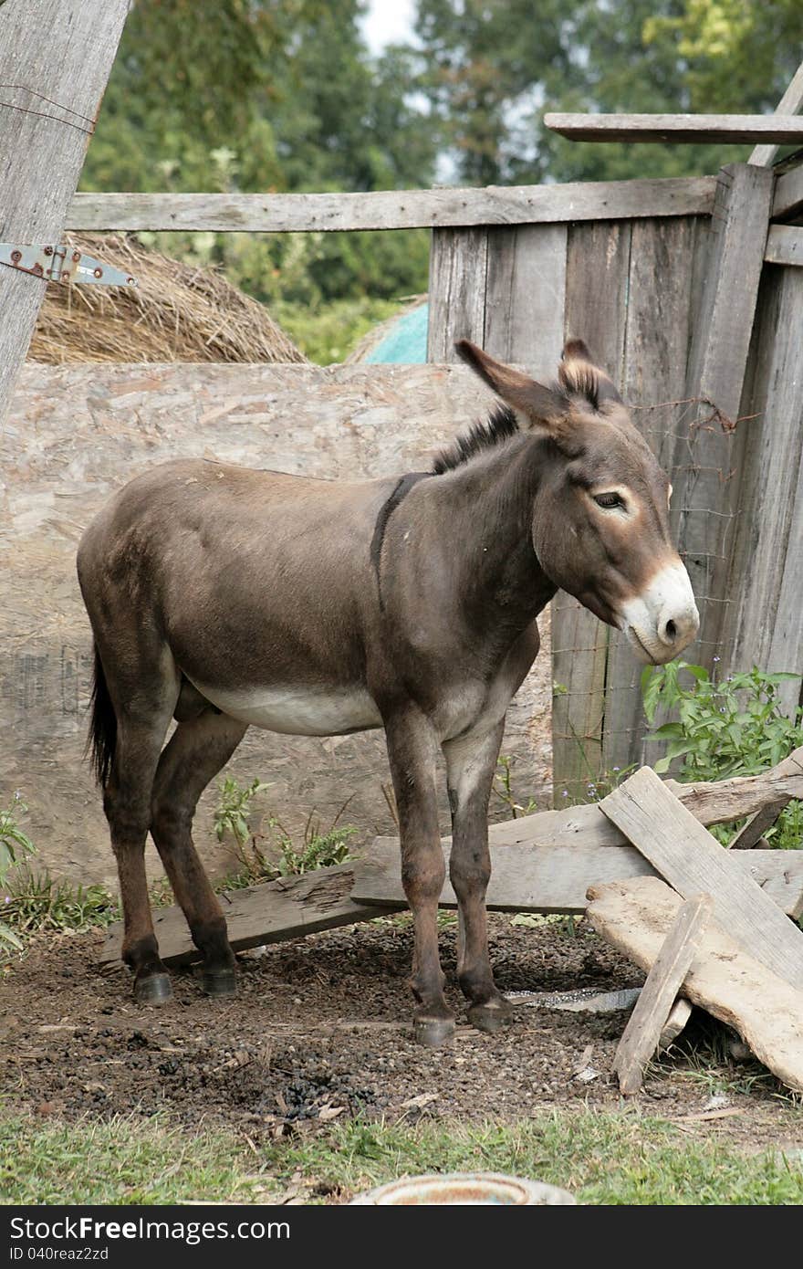 Donkey on the farm