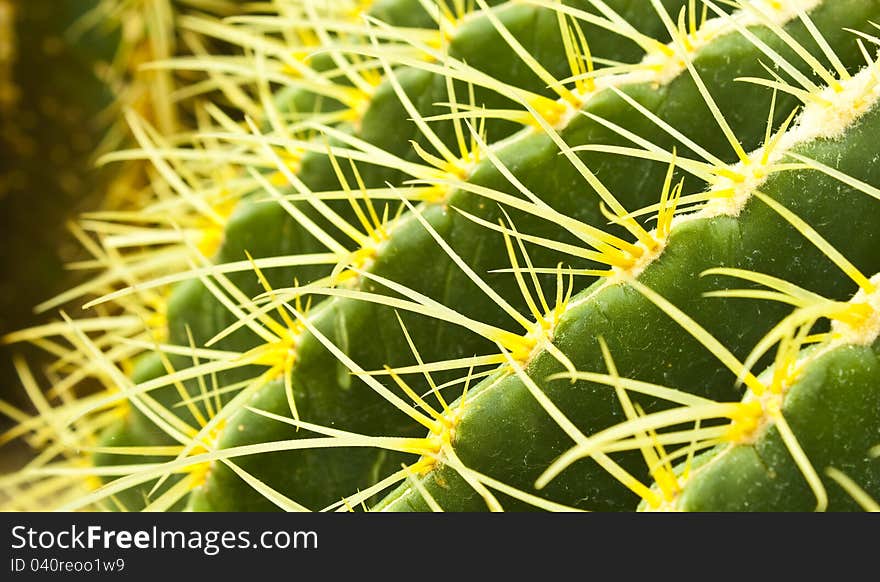 Close up of cactus spines