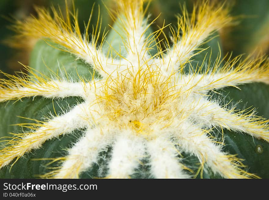 Top view of a cactus