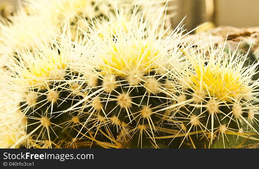 A shape of some cactus