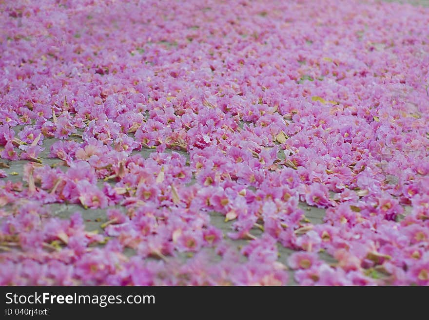 Falling of Chompu Pantip Flower