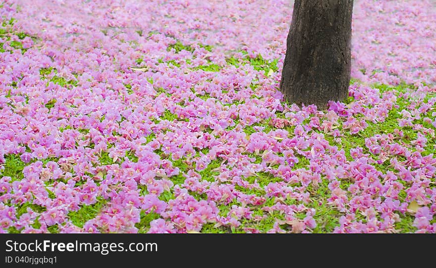 Falling of Chompu Pantip Flower on Green Grass