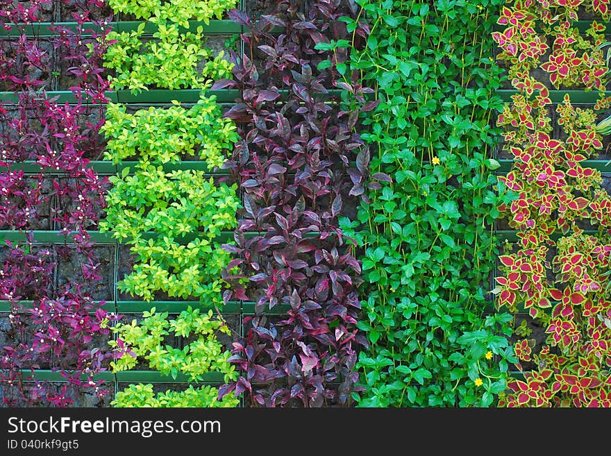 Unique pattern of colorful plant