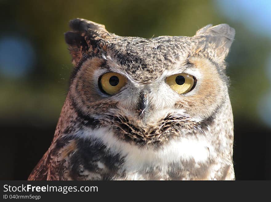 Full on stare from the yellow gold eyes of a horned owl looking at  you directly
soft feathers are evident