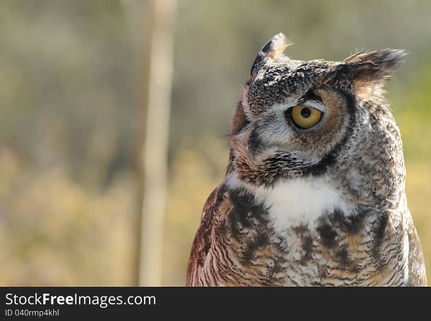 Horned Owl In Profile2