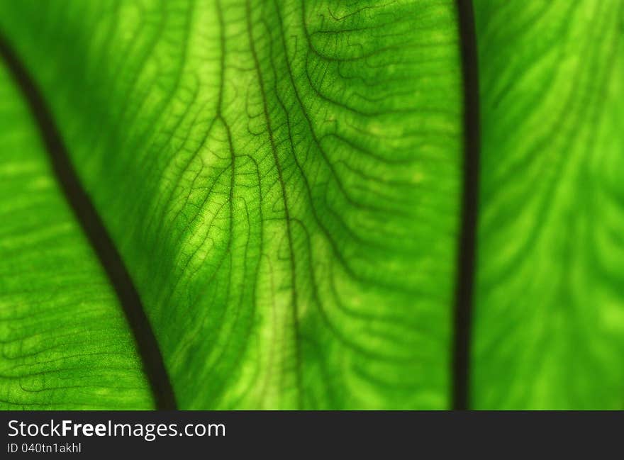 Palm leaf with sunlight shining through. Palm leaf with sunlight shining through