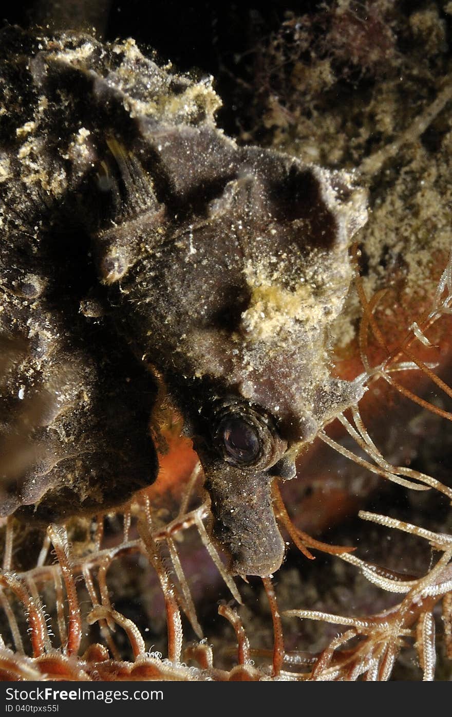 This little black seahorse is rare. The scientific name is Hyppocampus Hippocampo and the common name is Camuso.