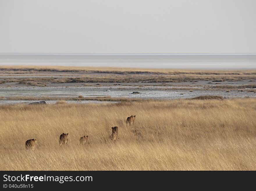 Lion family in the savannah, Etosha National Park, Namibia