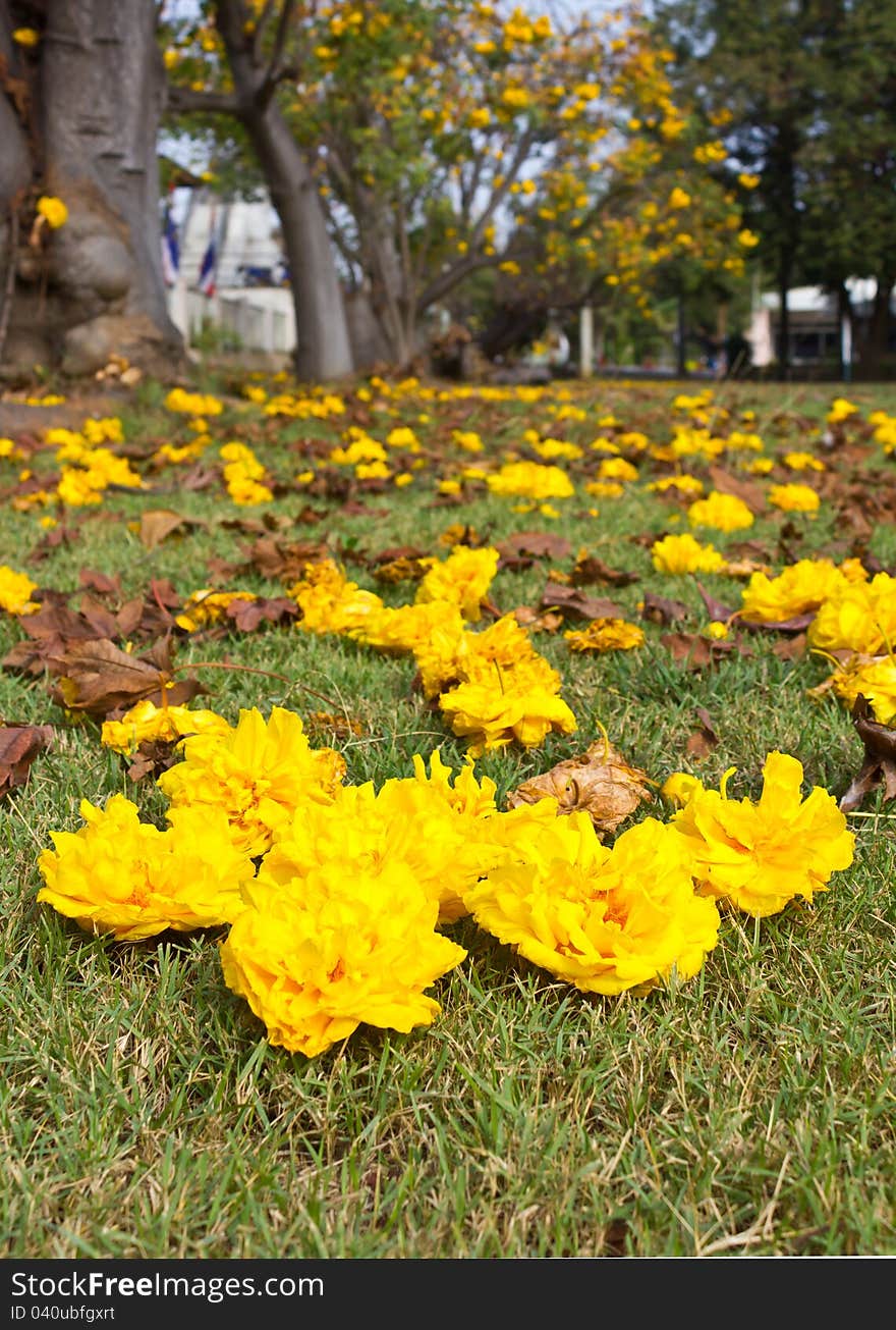 Yellow flowers that fell on the grass nicely. Yellow flowers that fell on the grass nicely.