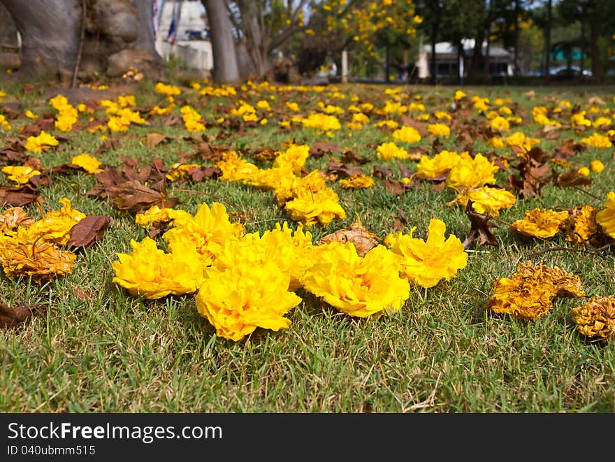 Yellow flowers that fell on the grass nicely. Yellow flowers that fell on the grass nicely.