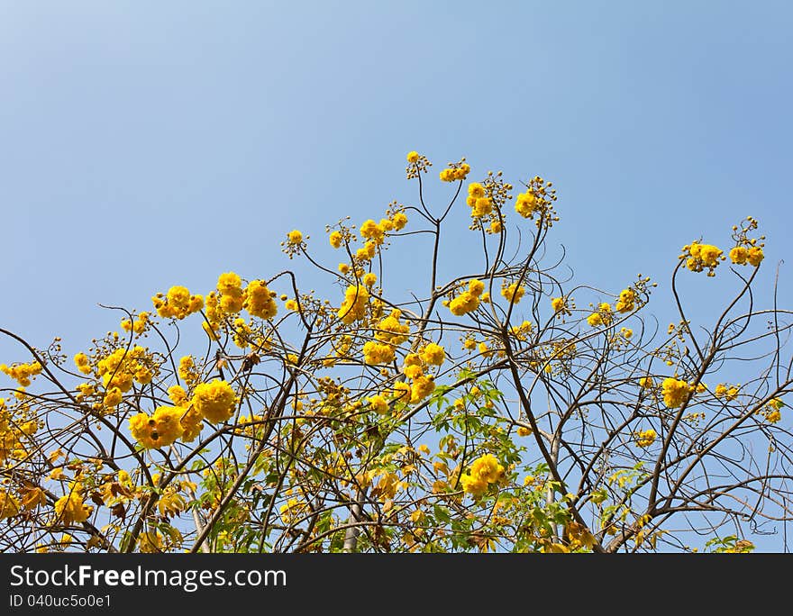 Yellow flowers atop the branches of its look through the sky. Yellow flowers atop the branches of its look through the sky.