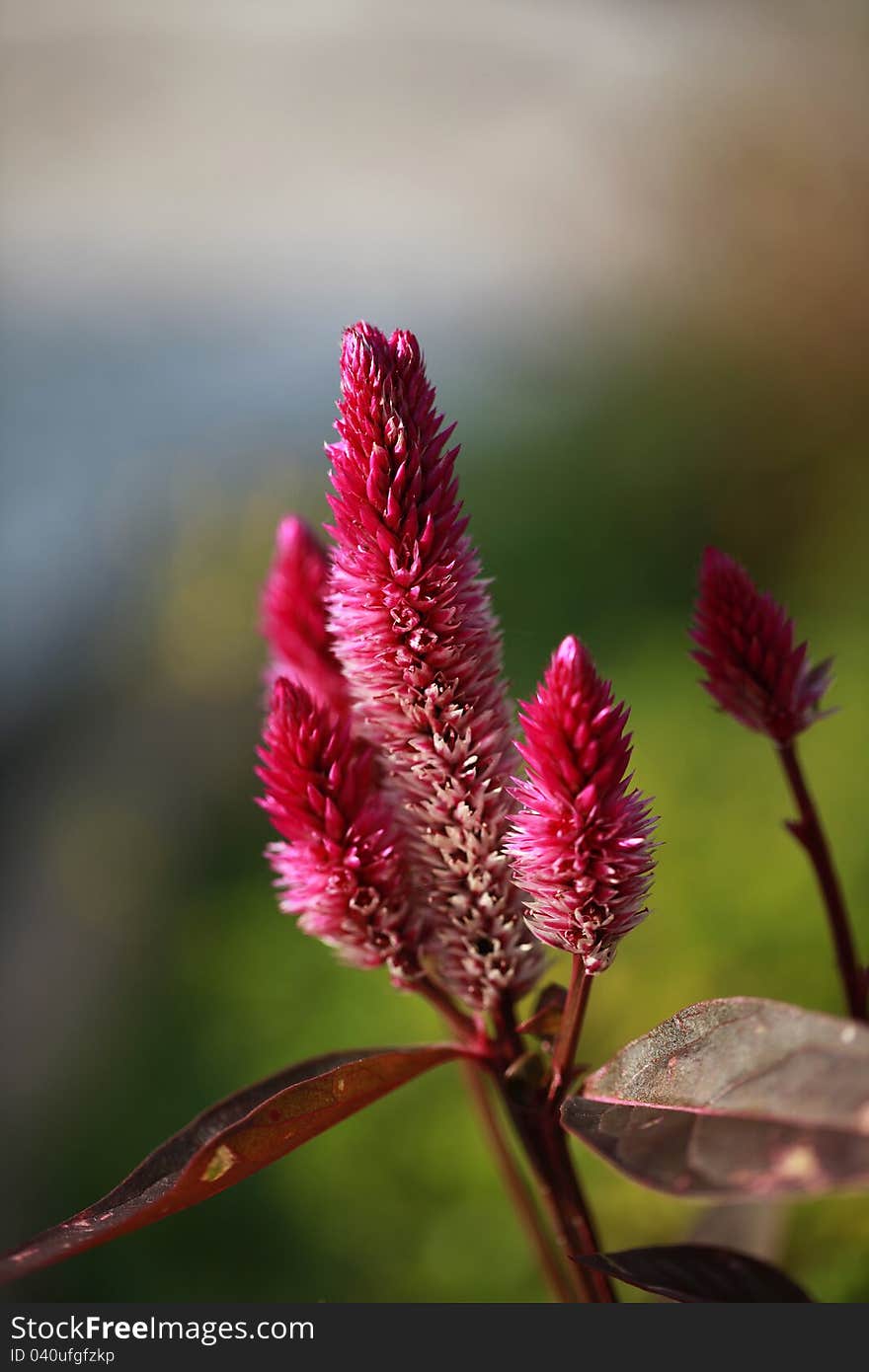 Celosia Bud