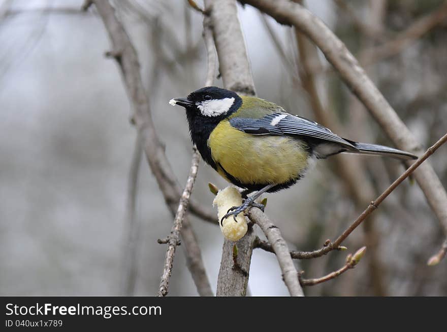 Great tit, Parus major