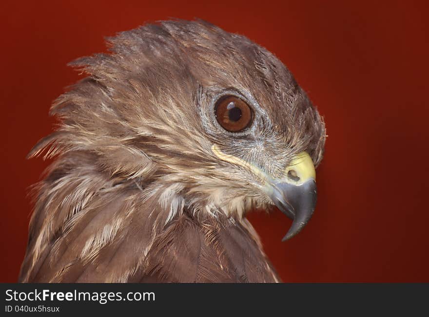 Raptor bird with red background. Raptor bird with red background