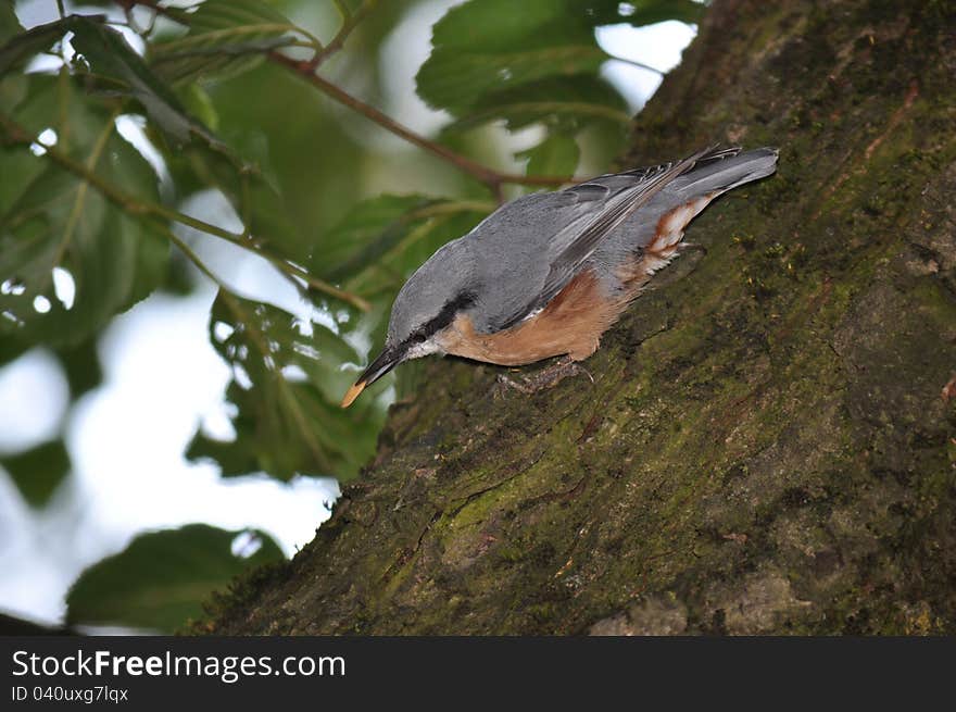 Nuthatch, Sitta europaea