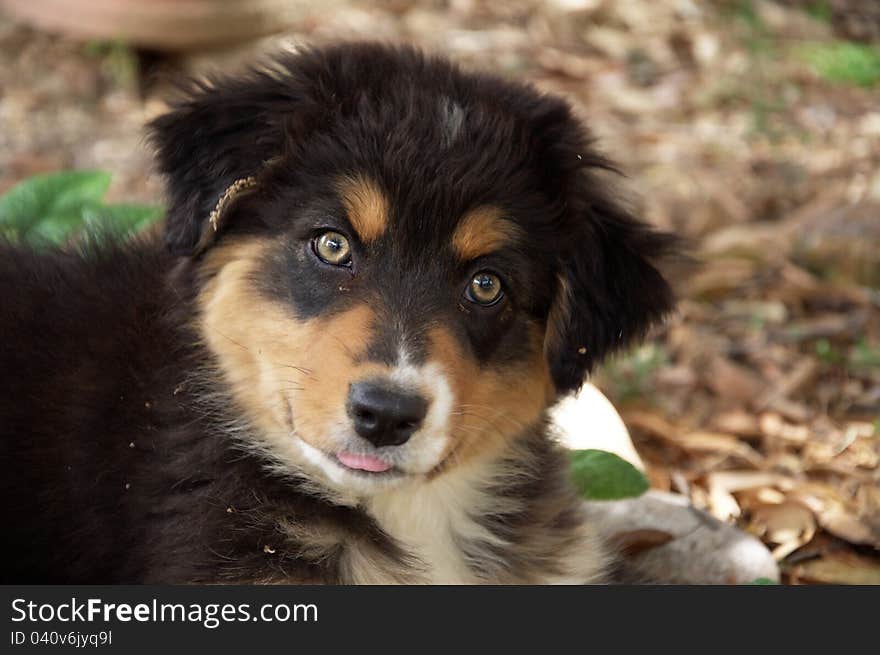 Portrait of sweet puppy, australian shepherd dog.