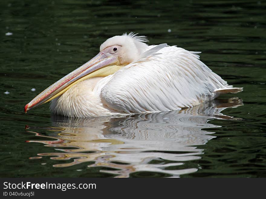 Pelican