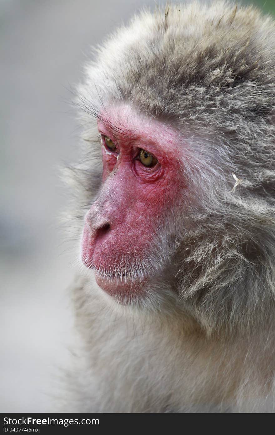 Macaque