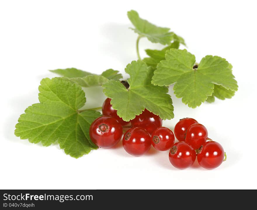 Redcurrants on the withe background